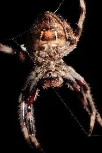 Australian Garden Orb Weaver Spider Eriophora Transmarina Flickr