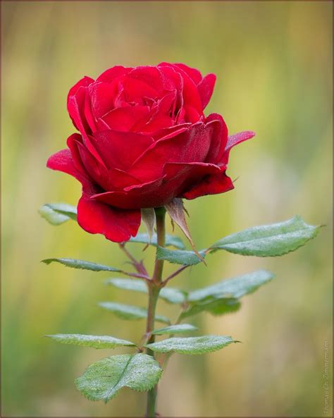 November Rose Schöne Rose Schöne Blumen Rote Rose