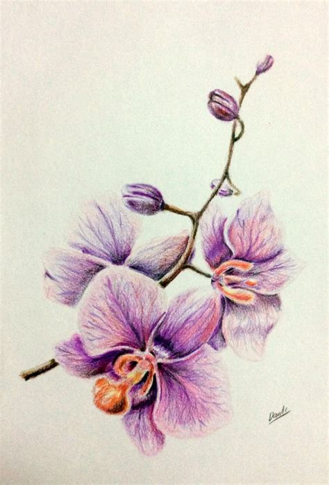 drawing, colored pencils, orchid, рисунок, цветные ... Pink flowers illustration, watercolor painting drawing flower, real flower, branch flower floral design, pink flower pattern, flower arranging, branch, happy birthday vector images png.