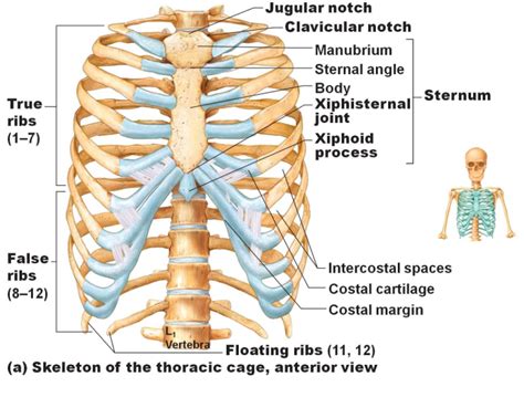 Rib Bones Anatomy