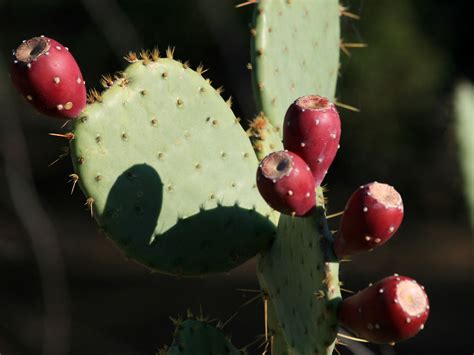 Cosmetic uses for prickly pear. Colorado Edibles & Medicinal
