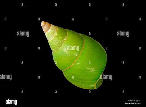Papuina pulcherrima hi-res stock photography and images - Alamy