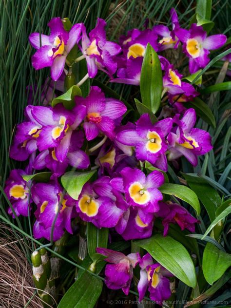 More Orchids In A Tropical Clearing Beautiful Flower Pictures Blog