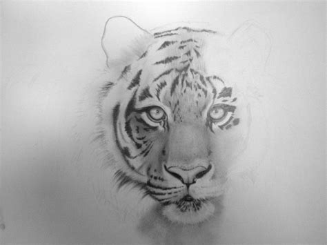 Tigre Realista Grafito By Mseika On Deviantart
