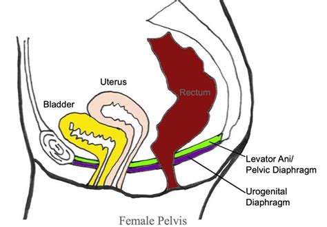 Female Anatomy Side View