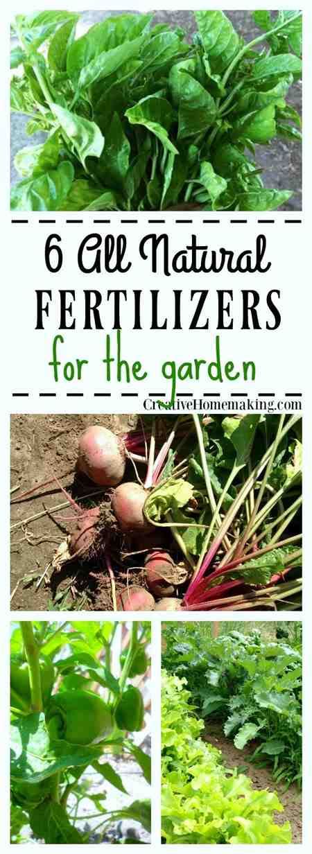 Well, it might be because a good lawn fertilizer is used there. Natural Fertilizer For Veggie Garden | Cromalinsupport