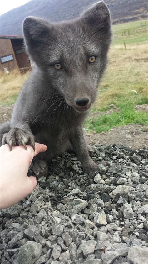 I Met This Arctic Fox In Iceland Once Up Close And Personal Aww