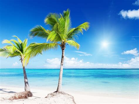 Two Palm Trees On Tropical Beach Beach Palm Tropical Sea Hd Wallpaper Peakpx