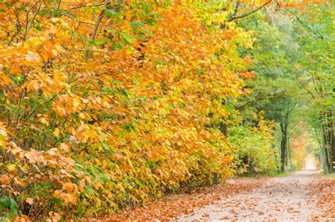 Autumn Fall Forest Path Red Leaves Towards Light Stock Photos Free