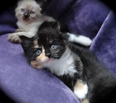 Katys Kittens 5 Weeks Old~ Ragdoll X Cats And Kittens Kittens Cats