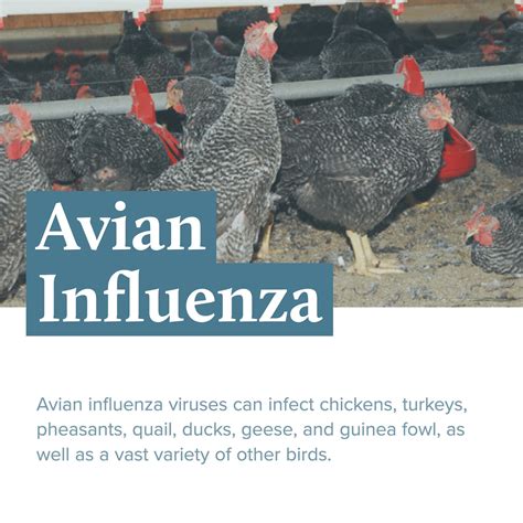 Signs Of Illness In Poultry Avian Influenza — River Landings Animal