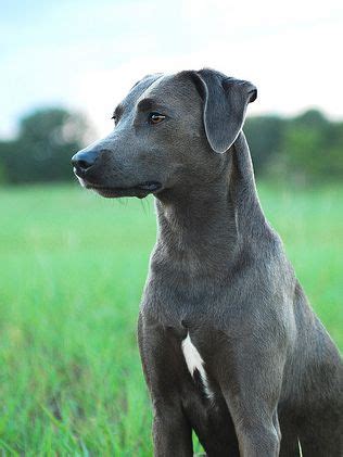 A pregnant blue lacy can have anywhere from three to five puppies per litter. Blue Lacy | Blue lacy dog, Dog list, Dogs
