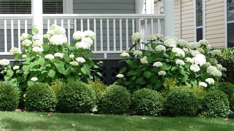 The 15 Best Bushes To Plant In Front Of Your House