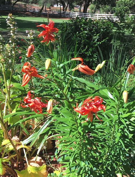 Double Tiger Lily Flore Pleno Lilium Lancifolium Etsy