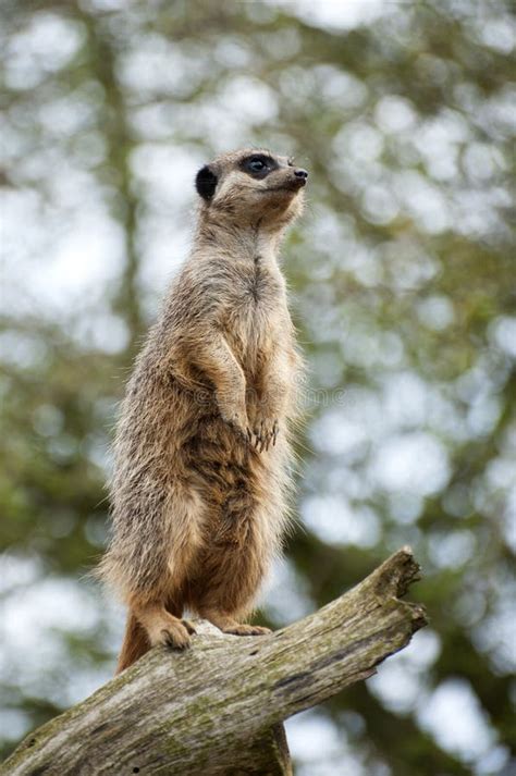 Meerkat Lookout On Tree Branch Stock Image Image Of Lokout Aware