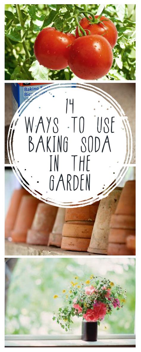 Baking Soda Uses For Baking Soda Gardening Hacks Popular Pin