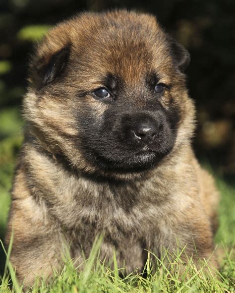 German shepherd facts sable german shepherd german shepherd pictures german shepherd puppies german shepherds bulldog breeds yorkshire terrier awesome german shepherd information is readily available on our internet site. Watch the sable color change from birth to adulthood of ...