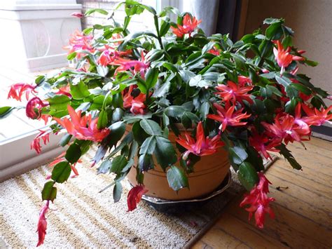 Christmas cactus, thanksgiving cactus, easter cactus. A not-so merry Christmas cactus: Real Dirt | The Star