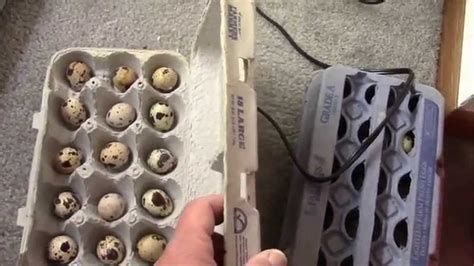 How To Incubate Coturnix Quail Eggs Quail Quail Eggs Raising Quail