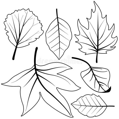 Dry Autumn Leaves Vector Black And White Coloring Page Stock Vector