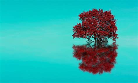 Reflection Red Tree Trees Hd Wallpaper Peakpx