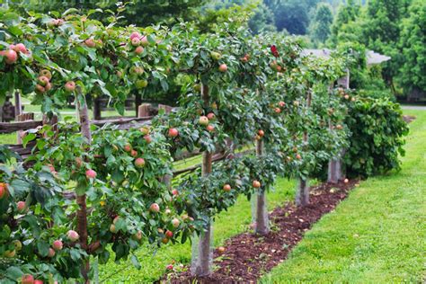 Gravenstein Apple Espalier Fruit Trees Garden Design Fruit Trees