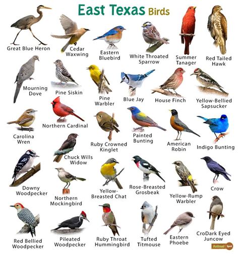 Sibleys Backyard Birds Of Eastern North America Poster Ph