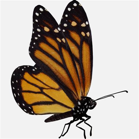 Monarch Butterfly 3d Model By Gabrielcasamasso