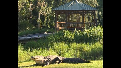 One Of Georgias Oldest Swamp Alligators Has Been Found Dead