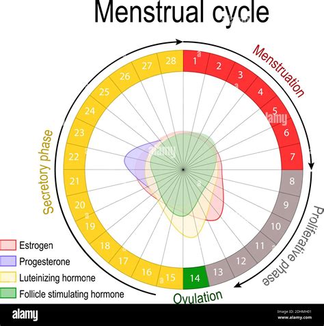 Cycle Menstruel Et Niveau Hormonal Cycle Ovarien Phase Folliculaire Et Lutéale Période De