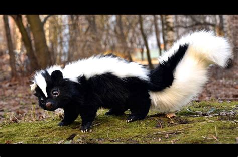 Skunk Etsy In 2021 Skunk Fake Animals Cute Fantasy Creatures