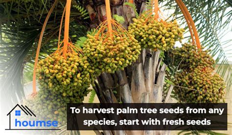 Palm Tree Seeds Harvesting And Growing Guide Houmse