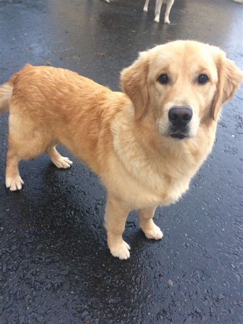 6 Month Old Golden Retriever For Sale In Omagh County Tyrone Gumtree