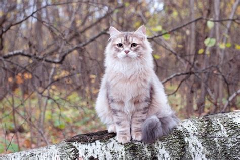 Siberian Cat Breed Info Pictures Care Traits And Facts Hepper