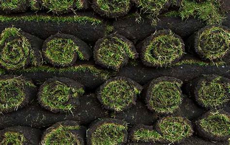 We have served this area for over 20 years. Sod Pick Up & Delivery | Wilmington, NC | Turf Masters Sod ...