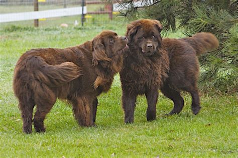 Newfoundland Breed Guide Learn About The Newfoundland