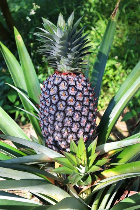How To Care For A Pineapple Plant Gardeneco