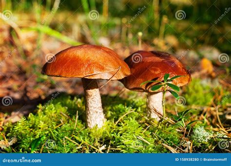 Two Beautiful Edible Mushrooms On Green Moss Background Grow In Pine