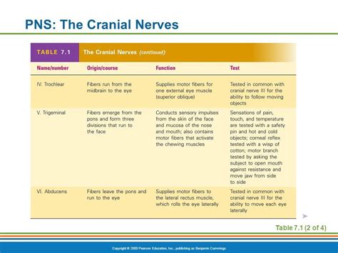 Cranial Nerves Muscle Names Work Muscles Hot Sex Picture