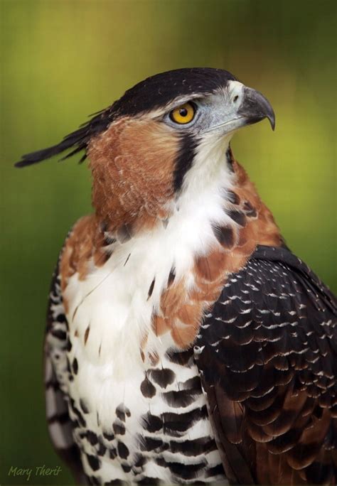 The Ornate Hawk Eagle Spizaetus Ornatus Is A Bird Of Prey From The
