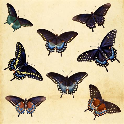 Vintage Butterfly Collection Free Stock Photo Public
