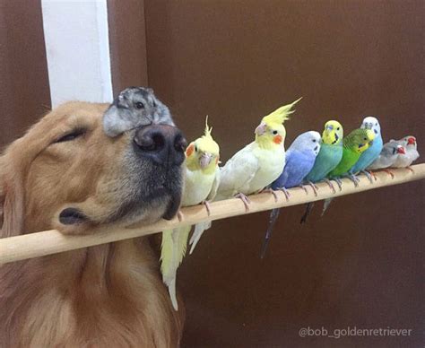 An Strange And Unlikely Group Of Animal Friends 23 Pics