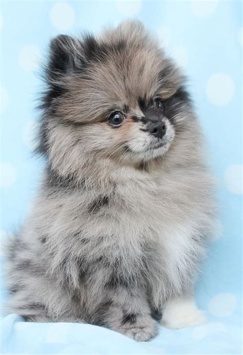Merle Pomeranian Puppies For Sale Pets Lovers