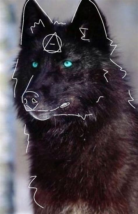 A Black And White Wolf With Blue Eyes