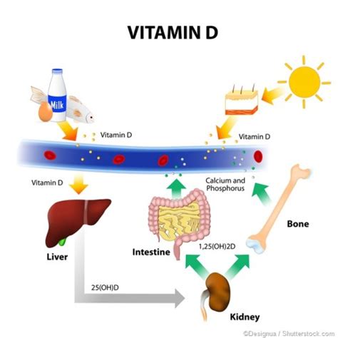 5 Signs And Symptoms Of Vit D Deficiency Back To Balance