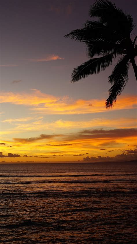 Wallpaper Maui Hawaii Ocean Palm Sunset 5k Nature 16699 Page 2