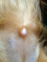 If this protrusion is large and not fixed early on serious complications can occur later in life. Regency Ranch Golden Retrievers - Your New Puppy