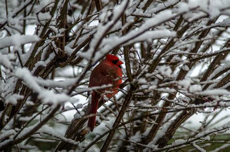 Winter Cardinal Birds And Blooms
