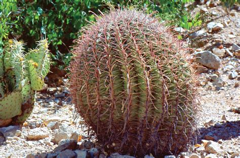 Barrel Cactus Description Facts And Species Britannica