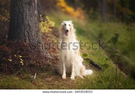6181 Borzoi Dog Images Stock Photos And Vectors Shutterstock
